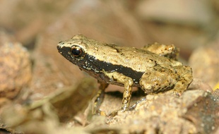 La grenouille Gardiner des Seychelles est une des plus petites au monde.