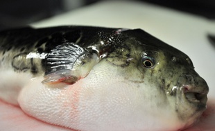 Un fugu dans un restaurant à Tokyo.