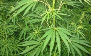Des plants de cannabis