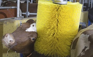 Une vache apprécie la brosse rotative commercialisée par l'entreprise suédoise DeLaval.