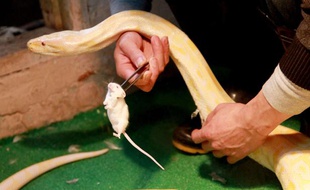 Un python birman nourri de souris.