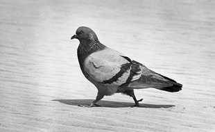 Un pigeon. Illustration.