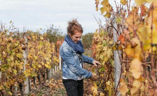 Une ingénieur de l'INRA, Agnès Destrac, pose dans les vignes le 6 novembre 2015 à Villenave-d'Ornon