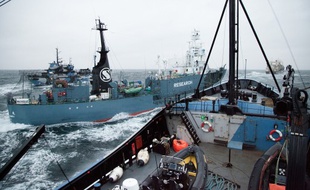 Le navire japonais Yushin Maru coupe la ligne devant la proue du navire de Sea Shepherd, le Steve Irwin, le 2 février 2014.