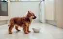Peut-on donner du lait à son chien sans risque ? Ce qu’en disent vraiment les vétérinaires sur le sujet