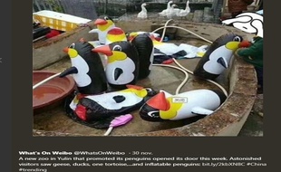 Les visiteurs déçus ont pris en photo les pingouins gonflables et les ont partagé sur Weibo.