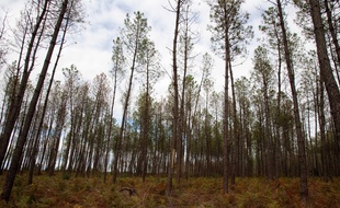 Une forêt dans les Landes (photo d'illustration)