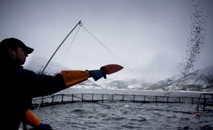 Un élevage de saumons en Norvège.