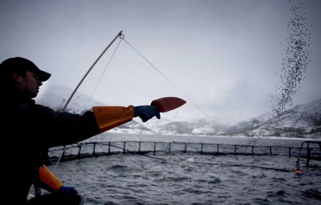 Norvège: Une algue toxique responsable de la mort de millions de saumons d'élevage