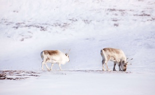 Deux rennes sur l'île de Spitsberg, Svalbard, Norvège.