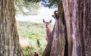 Un photographe a photographié une scène proche de Bambi dans le Derbyshire, en Angleterre.