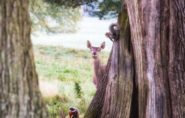 Un juge condamne un braconnier à regarder «Bambi» une fois par mois 640x410_pic-by-villager-jim-mercury-press-pictured-the-disney-esque-scene-at-chatsworth-house-in-derbyshire