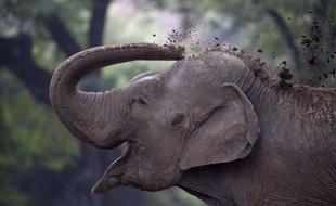 Un éléphant. Photo d'illustration