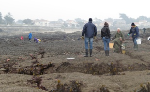 Les pêcheurs à pied seront à la fête ce matin et ce midi.