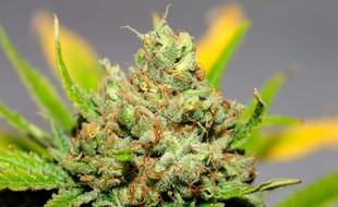 Un plant de skunk #1.