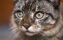 « Mon chat a tout le temps les yeux sales » : comment distinguer un simple écoulement d’un vrai problème de santé