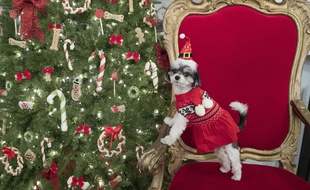 Un chien qui participe aux fêtes de Noël.
