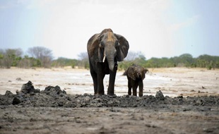 Le braconnage, qui génère un chiffre d'affaires estimé à 19 milliards de dollars par an, est devenu le quatrième plus grand marché illégal au monde, selon un rapport publié mercredi par l'organisation environnementale WWF.