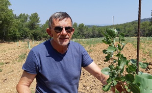 Jean-Louis Joseph espère produire deux tonnes de pistache par an.