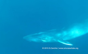 Un rorqual d’Omura filmé au large de Madagascar par le chercheur Salvatore Cerchio