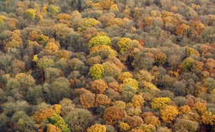 Conserver au moins un arbre mort ou vieux par hectare, laisser du bois mort au sol, ne pas utiliser de pesticides à moins de six mètres des rivières : le nouveau schéma de certification de la forêt, défini par l'association PEFC-France, veut améliorer leur gestion durable.