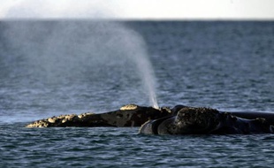 Les baleines, principale attraction de Puerto Madryn, ville étape du Dakar 2009.