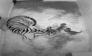 Deux bébés tigres de Sumatra, une espèce en voie de disparition, sont nés cette semaine au jardin zoologique de Washington