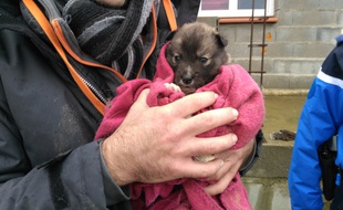 Les chiens ont été sauvés dans un élevage non déclaré de l'Aude.