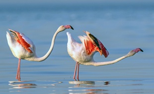 Des flamants roses.