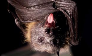 Une chauve-souris géante.