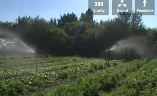 Le potager collectif du quartier des Lentillères.