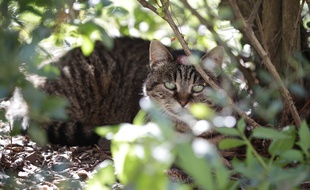 A Bully-les-Mines, dans le Pas-de-Calais, les chats errants sont très nombreux.