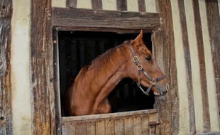 Un cheval (illustration).