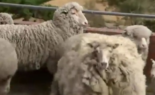 Capture d'écran d'une vidéo de la chaîne australienne ABC News montrant Sheila, une brebis qui n'a pas été tondue depuis 6 ans.