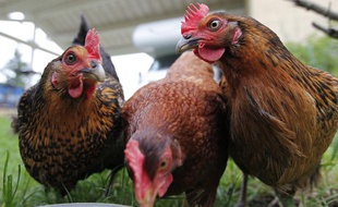 Les poules se nourrissent des restes des repas et peuvent ainsi participer à réduire les déchets produits par une famille.