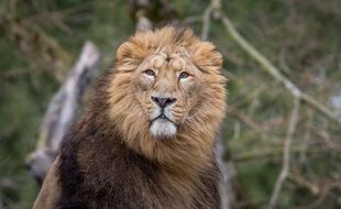 Jasraj, le dernier lion du zoo du parc de la tête d'Or de Lyon est décédé.