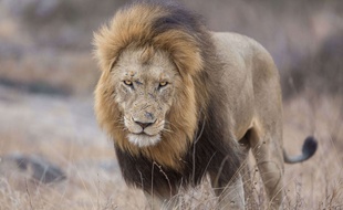 Illustration d'un lion.