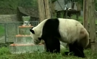 Capture d'écran d'une vidéo montrant le plus vieux panda mâle au monde, Pan Pan, et son gâteau d'anniversaire pour célébrer ses 30 ans.