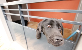 ST SEBASTIEN SUR LOIRE, le 21/11/2013 Photo d 'un chien recueilli par l'association Urgence maltraitance animale