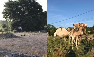 Quatre chameaux se sont échappés de leur cirque.