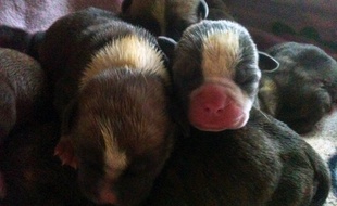 Huit chiots ont été retrouvés dans un sac poubelle près de Saint-Méen-le-Grand, en Ille-et-Vilaine.