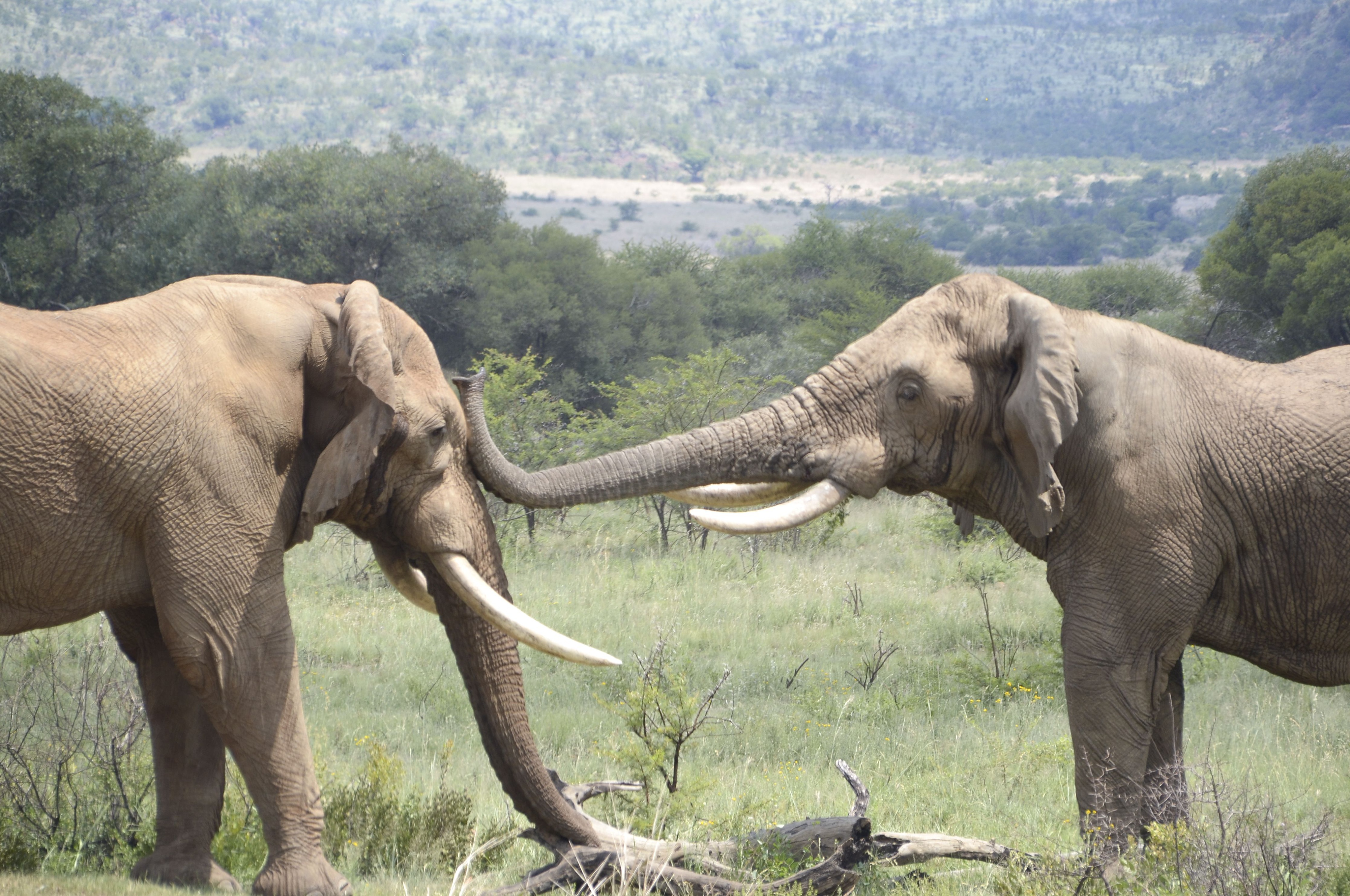 (Illustration) Une bagarre d'éléphants dans la réserve Pilanesberg Game en Afrique du Sud.