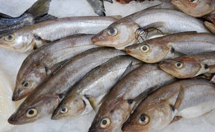 Des poissons sur un étal de supermarché (image d'illustration).