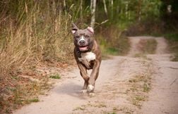 Intrigué par un chien, il le suit et retrouve ses deux maîtres inconscients