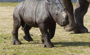 Malabar est la 3e petit rhinocéros blanc, né au safari de Peaugres.