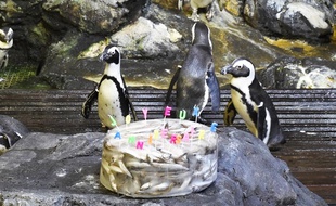 Les manchots de l'aquarium fêtent leurs anniversaires.