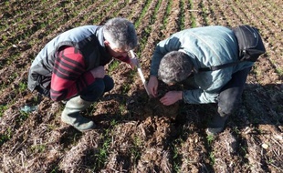 Laisser la terre reposer pour qu'elle travaille davantage et s'en remettre à la nature et aux vers de terre, les meilleurs des ouvriers agricoles. L'agriculture "sur sol vivant" convainc les producteurs qui ont sauté le pas.