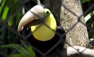 Grecia, une femelle toucan vivant au Costa Rica, a reçu un nouveau bec. L'animal avait été torturé par un groupe de garçons et son bec s'était brisé.