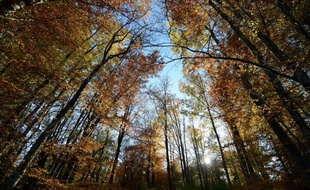 Coucher de soleil dans une forêt française