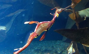 Nausicaa, le centre National de la mer à Boulogne-sur-mer.